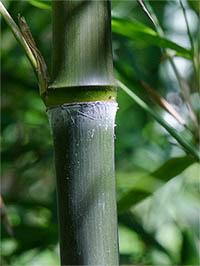 Bambus-Leipzig - Phyllostachys atrovaginata - Phyllostachys atrovaginata - Detailansicht Halm nach dem Austrieb